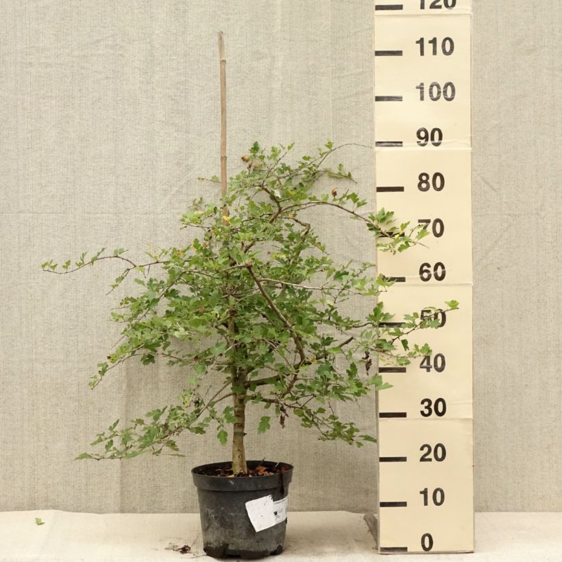 Aubépine - Crataegus monogyna Xanthocarpa - Pot de 3L/4L sample as delivered in summer