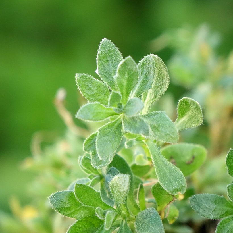 Aubrieta gracilis Rose-Red (Foliage)