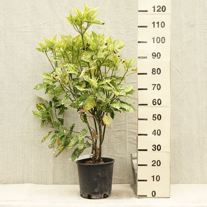 Aucuba japonica Crotonifolia- Spotted Laurel 7.5L/10L potShipped height around 60/70cm sample as delivered in summer