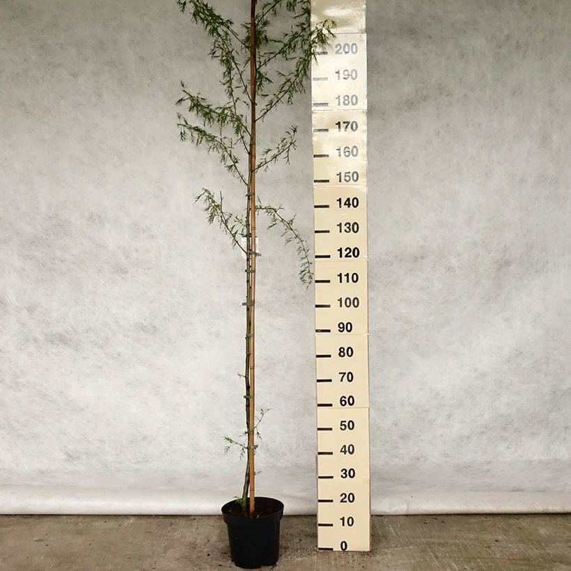 Alnus glutinosa Imperialis 7.5L/10L potShipped height around 180/200cm sample as delivered in spring