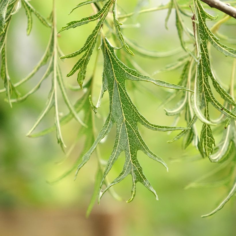 Alnus glutinosa Imperialis (Foliage)