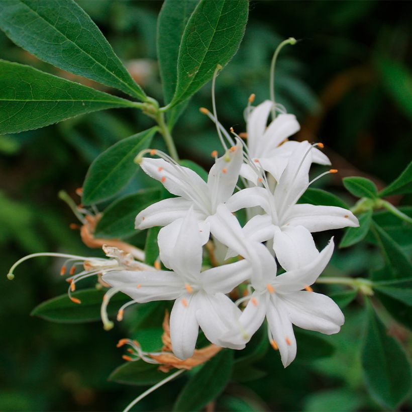 Rhododendron canescens - Mountain Azalea (Flowering)