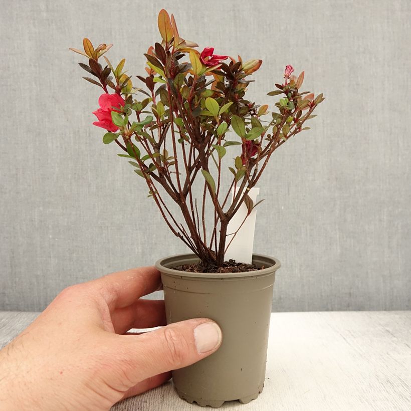 Azalea japonica Mothers Day 8/9 cm pot sample as delivered in spring