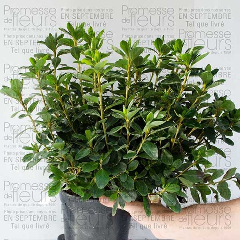 Example of Azalée du Japon Schneewittchen - Rhododendron hybride en pot de 2/3L specimen as delivered