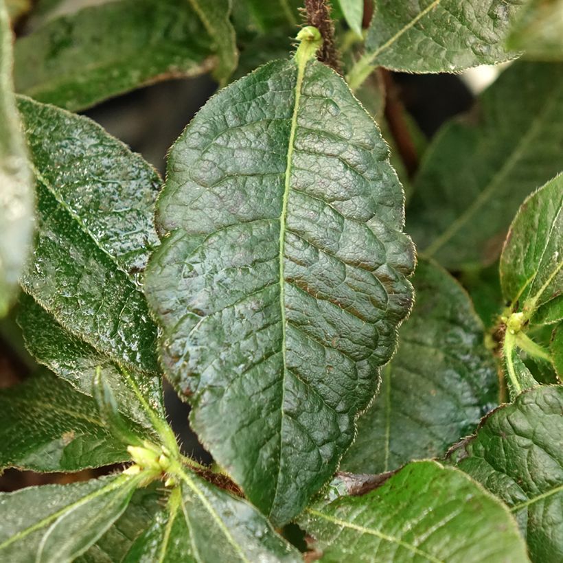 Azalea Knaphill Arneson Gem (Foliage)