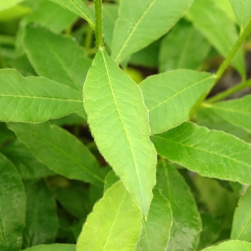 Azalea mollis Demoiselles de Boutiguery Idylla (Foliage)