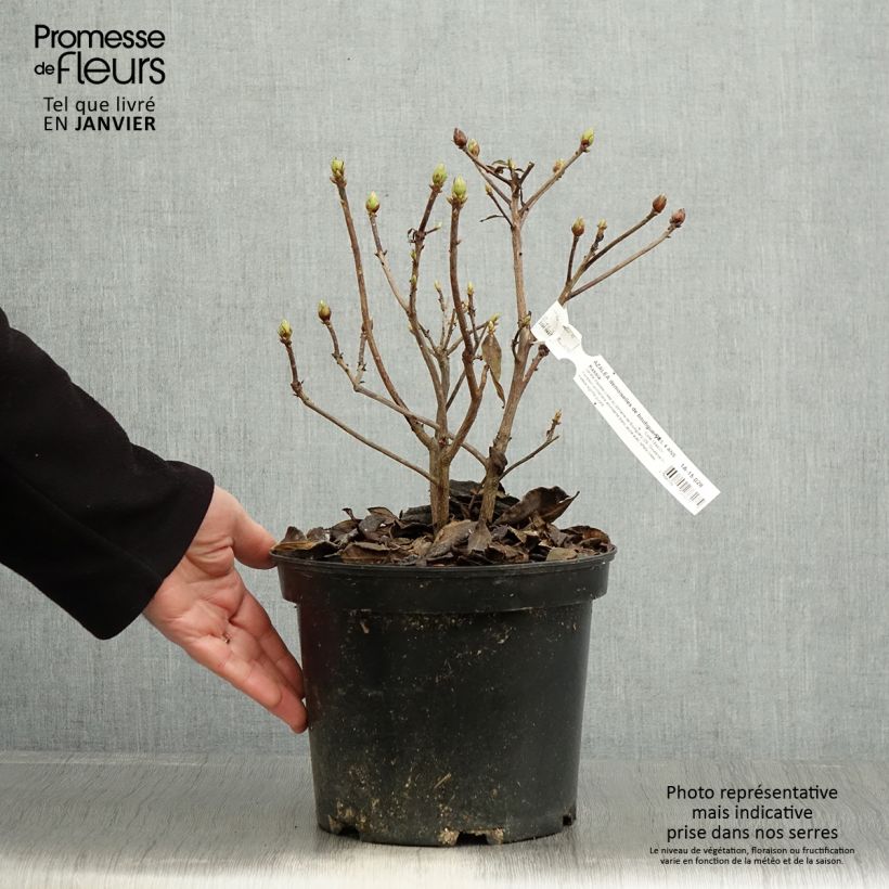 Azalée de Chine Demoiselles de Boutiguery Kassia - Rhododendron hybride - Pot de 4L/5L sample as delivered in winter