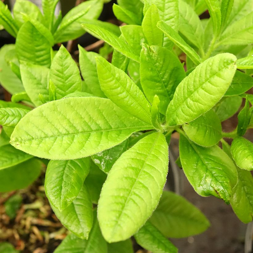 Azalea mollis Demoiselles de Boutiguery Nella (Foliage)