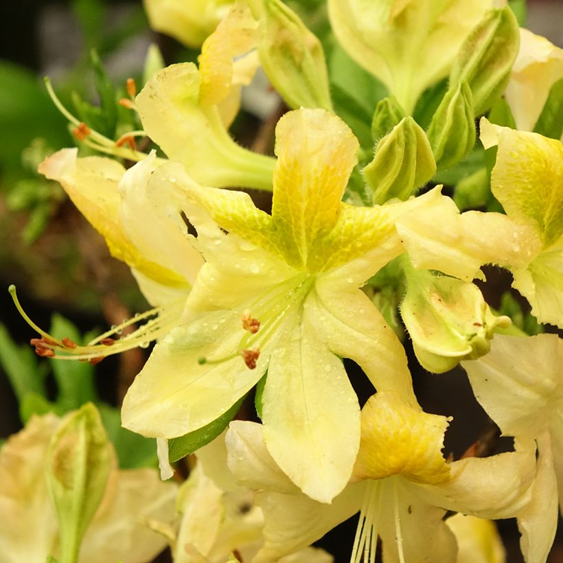 Azalea mollis Demoiselles de Boutiguery Nella (Flowering)