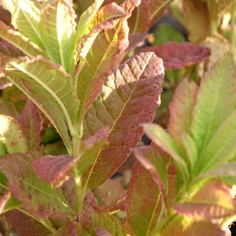 Azalea mollis Kosters Brilliant Red (Foliage)