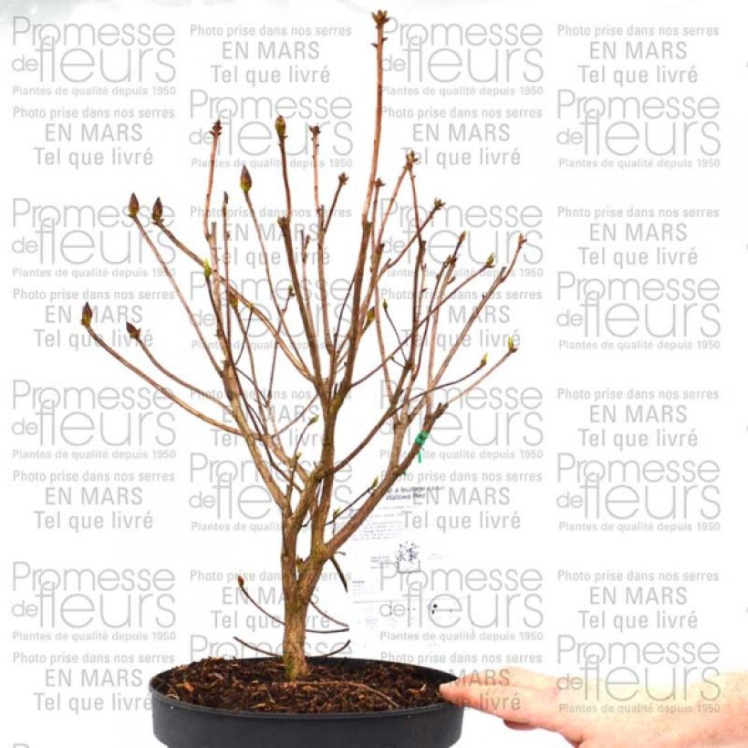 Example of Azalea Wallowa Red 4L/5L potShipped height around 50/60cm specimen as delivered