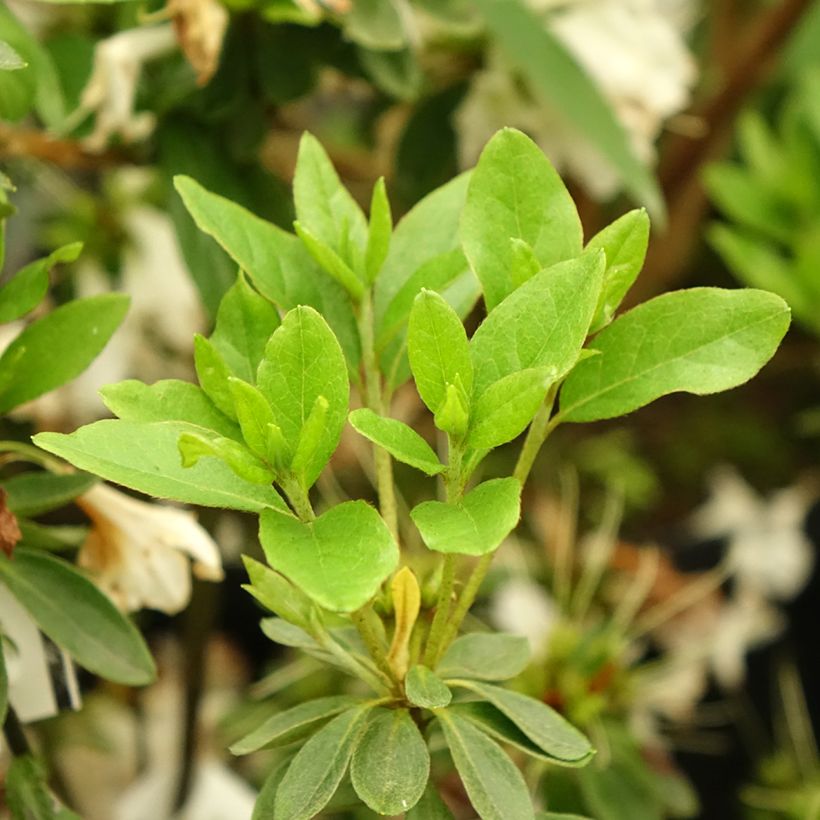 Azalea japonica Adonis (Foliage)