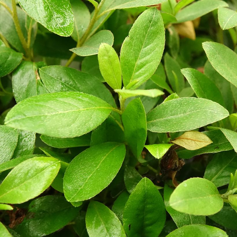 Azalea japonica Als Picotee (Foliage)