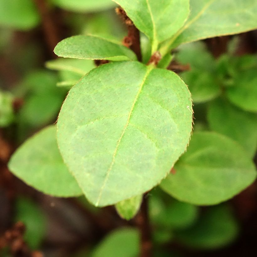 Azalea japonica Ardeur (Foliage)