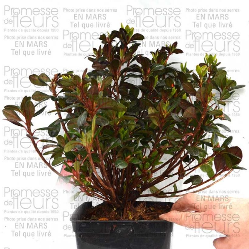 Example of Japanese azalea Johanna 2L/3L potShipped height around 40/50cm specimen as delivered