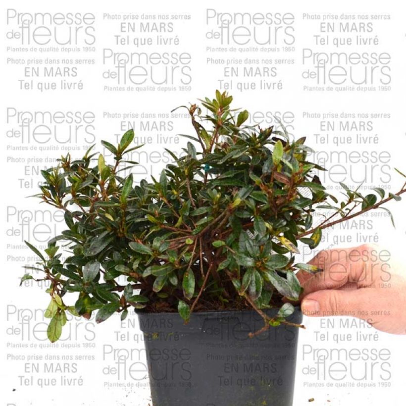 Example of Rhododendron nakaharae Orange - Japanese Azalea 2L/3L potShipped height around 30/40cm specimen as delivered