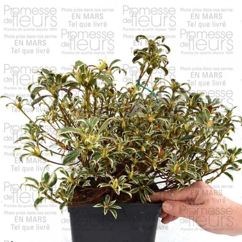 Example of Azalée du Japon Silver Queen - Rhododendron hybride Pot de 2L/3L specimen as delivered