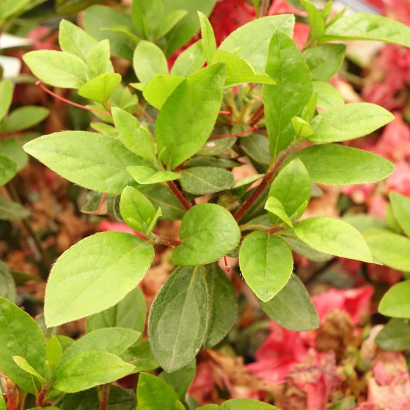 Azalea japonica Vuyks Scarlet (Foliage)