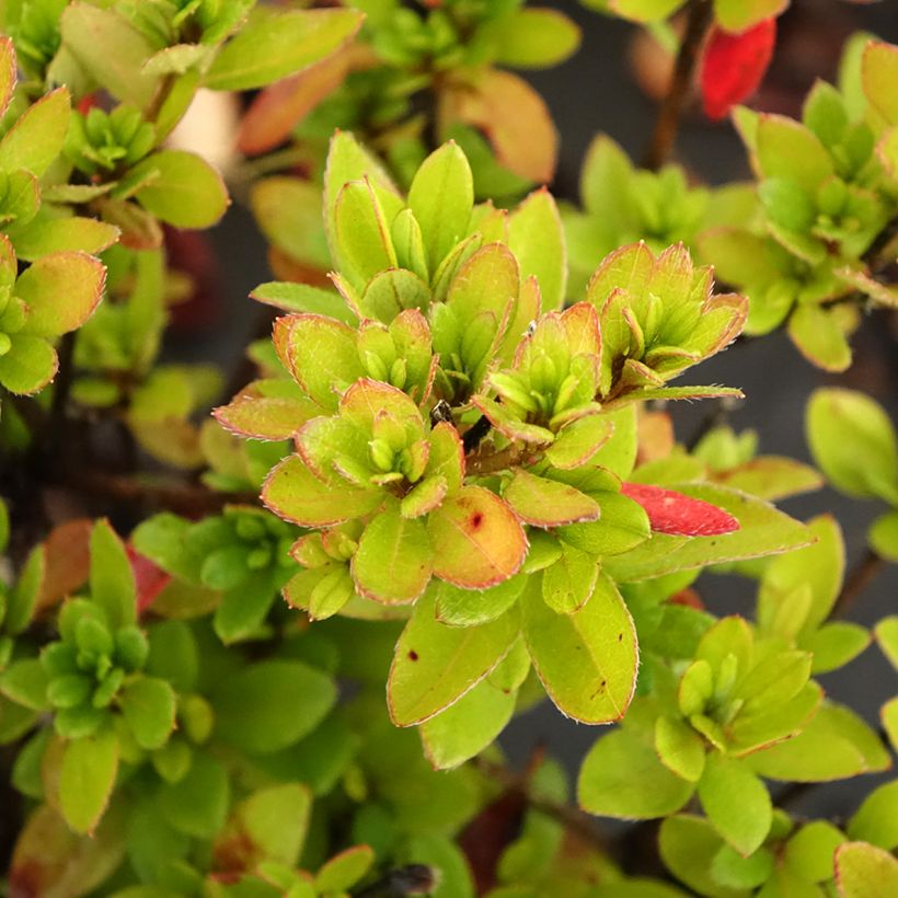 Azalea japonica Arabesk (Foliage)