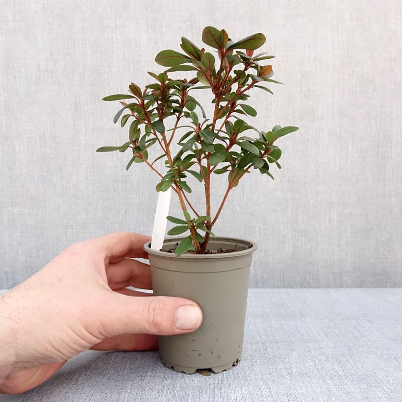 Azalea japonica Arabesk 8/9 cm pot sample as delivered in winter