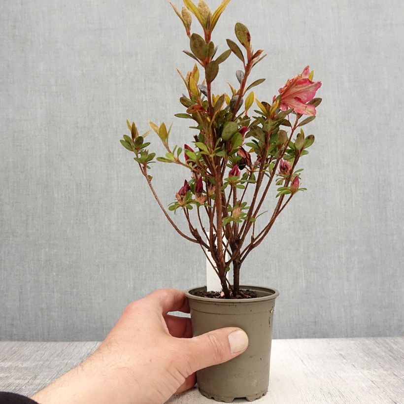 Azalea japonica Arabesk 8/9 cm pot sample as delivered in spring