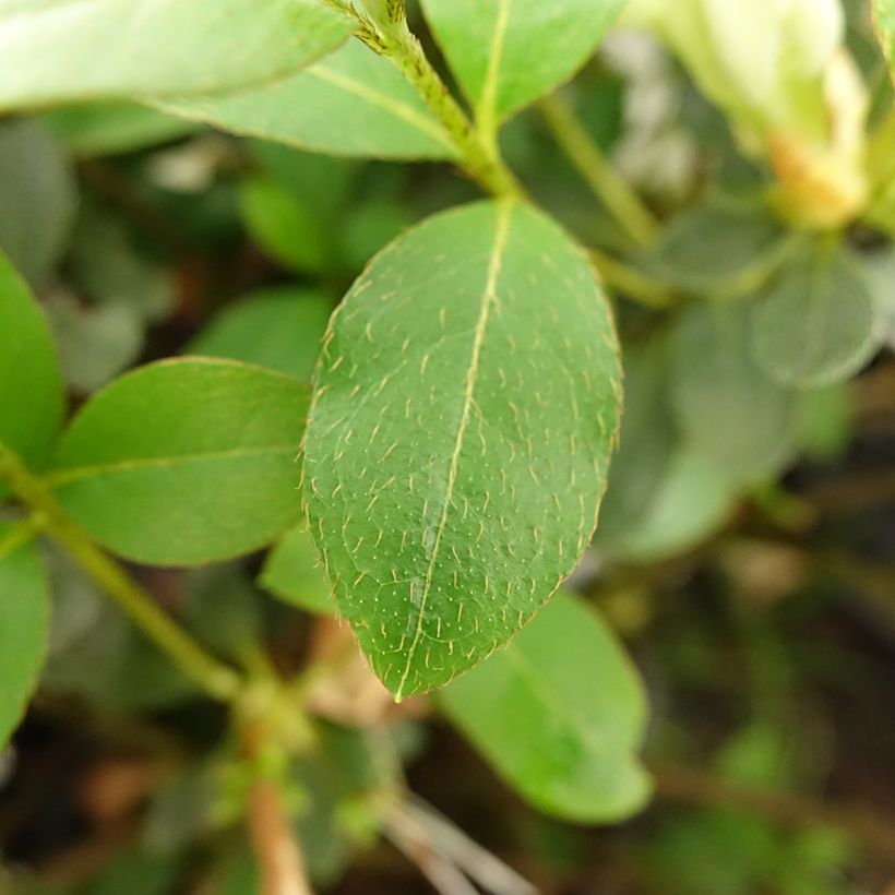 Azalea japonica Dorothy Heiden (Foliage)