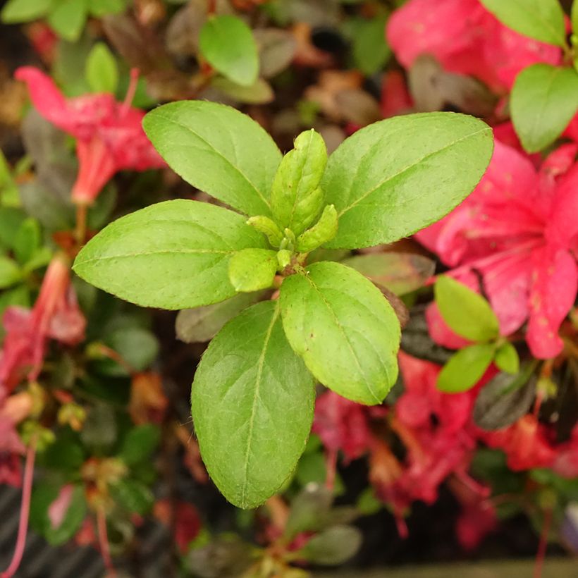 Azalea japonica Manuska (Foliage)