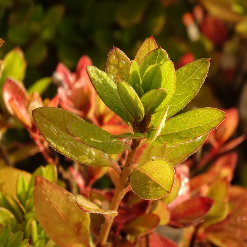 Azalea japonica Vuyks Scarlet (Foliage)