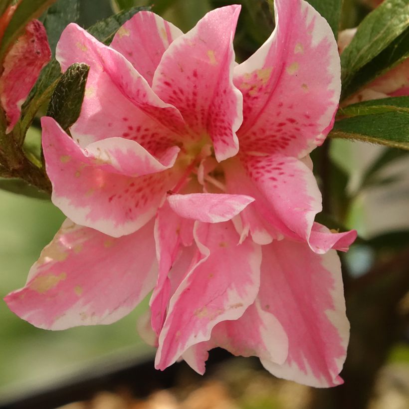 Azalea japonica Melle (Flowering)