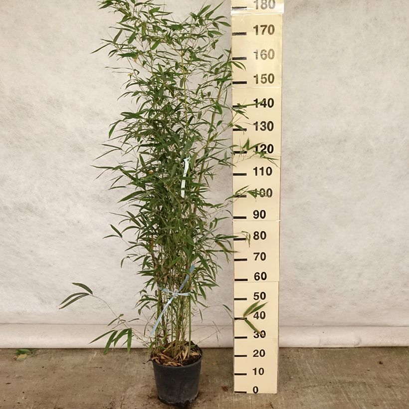 Bambou doré - Phyllostachys aurea en pot de 12L/15L 150/170 cm sample as delivered in summer