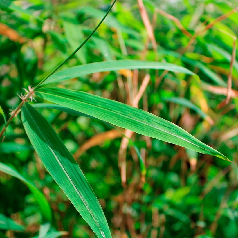 Fargesia yunnanensis (Foliage)