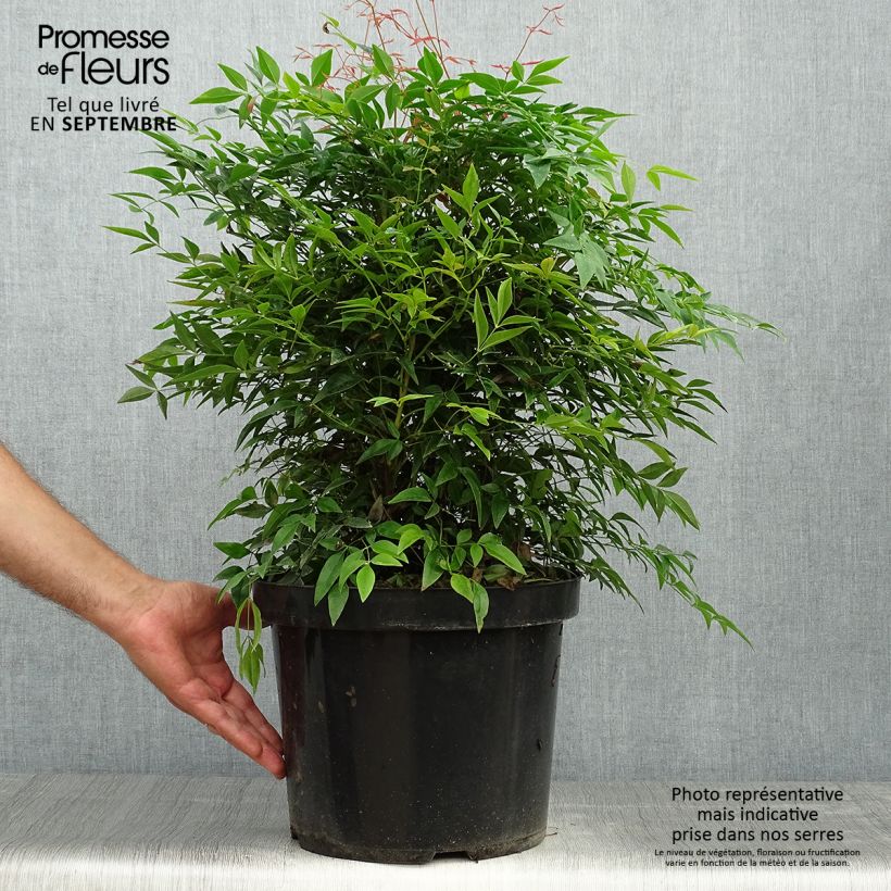 Bambou sacré - Nandina domestica Sienna Sunrise Pot de 7,5L/10L sample as delivered in autumn