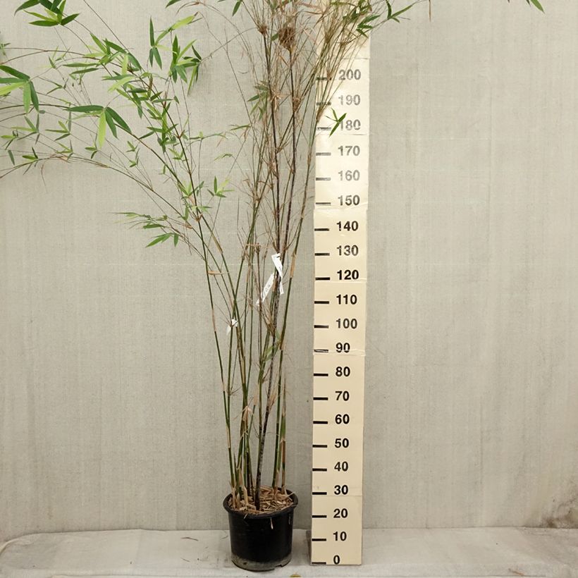 Bambusa glaucescens Multiplex - Bambou moyen - en pot de 12L/15L sample as delivered in autumn