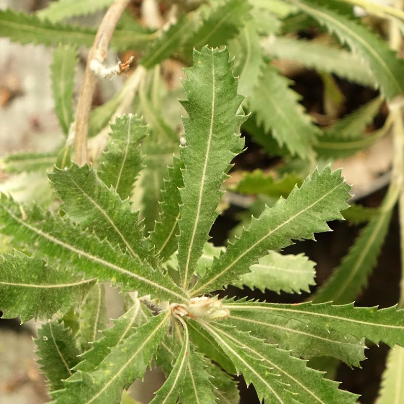 Banksia serrata (Foliage)