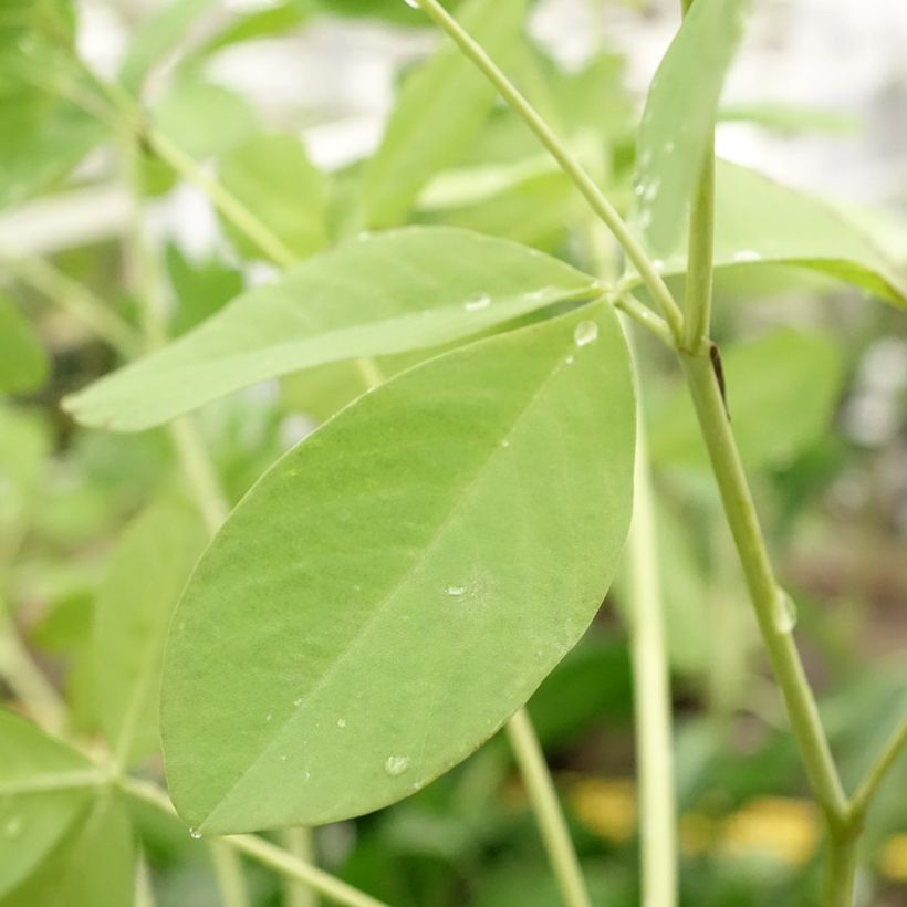 Baptisia Decadence Series Dark Chocolate - False Indigo (Flowering)