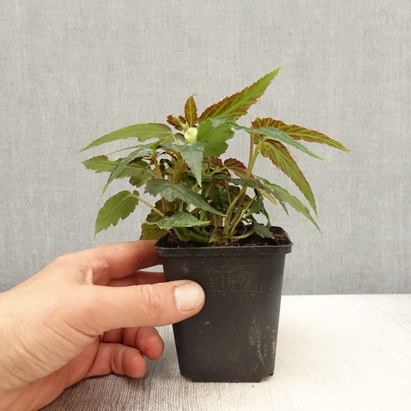 Begonia Belleconia Citrus 10cm/11cm pot sample as delivered in spring