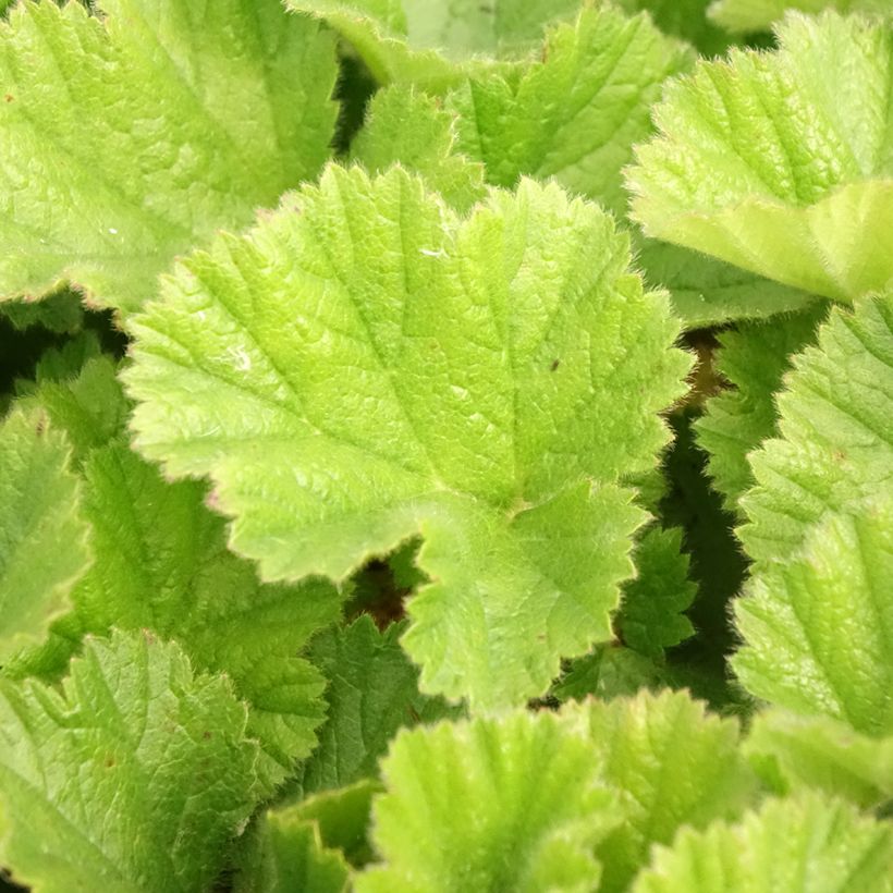 Geum chiloense Sigiswang (Foliage)