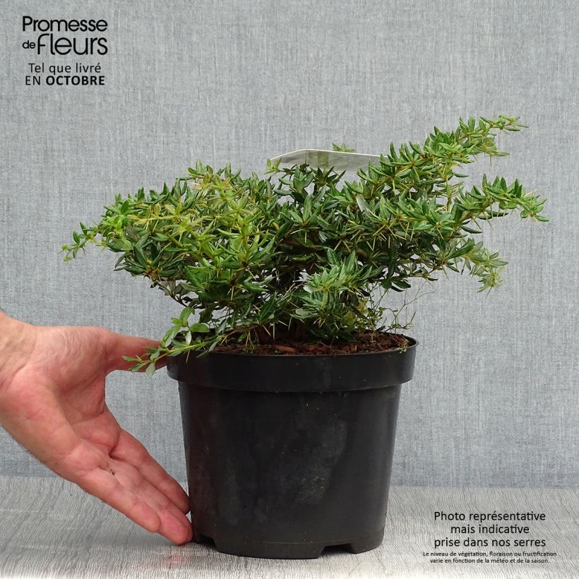 Berberis frikartii Amstelveen - Epine-vinette de Frikart. Pot de 2L/3L sample as delivered in autumn