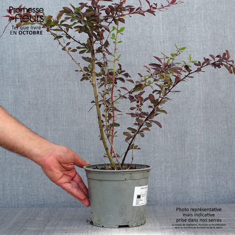 Berberis ottawensis Auricoma - Epine-vinette. Pot de 3L/4L sample as delivered in autumn