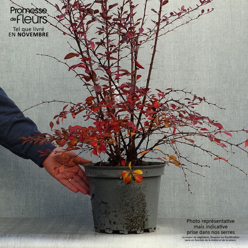 Berberis ottawensis Auricoma - Epine-vinette. Pot de 7.5L/10L 60/80 cm sample as delivered in autumn