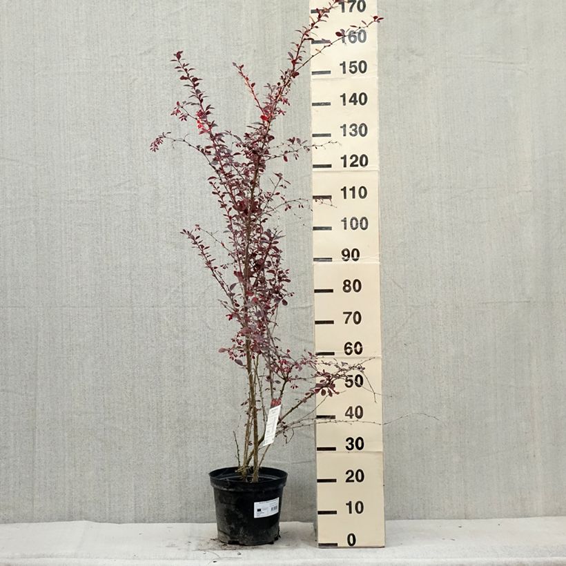 Berberis ottawensis Superba - Barberry 7.5L/10L potShipped height around 60/80cm sample as delivered in summer