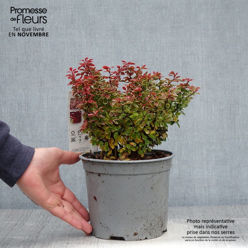 Berberis thunbergii Admiration 20cm en pot de 3L.  sample as delivered in autumn