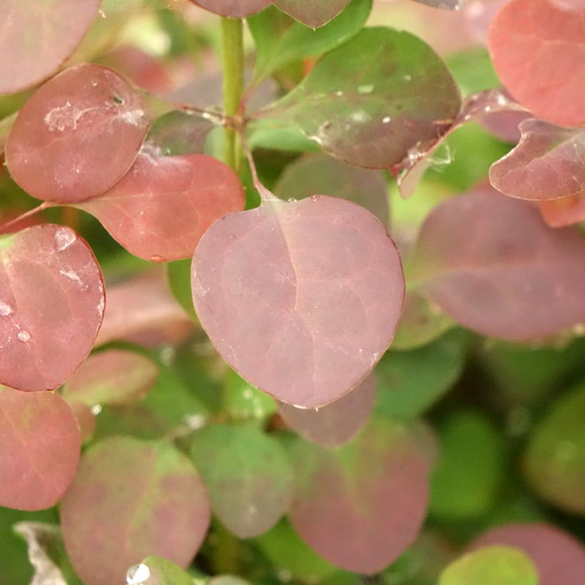 Berberis thunbergii Atropurpurea - Barberry (Foliage)