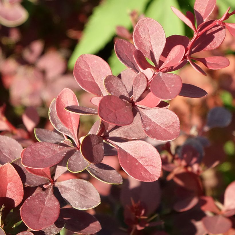 Berberis thunbergii Atropurpurea - Barberry (Foliage)