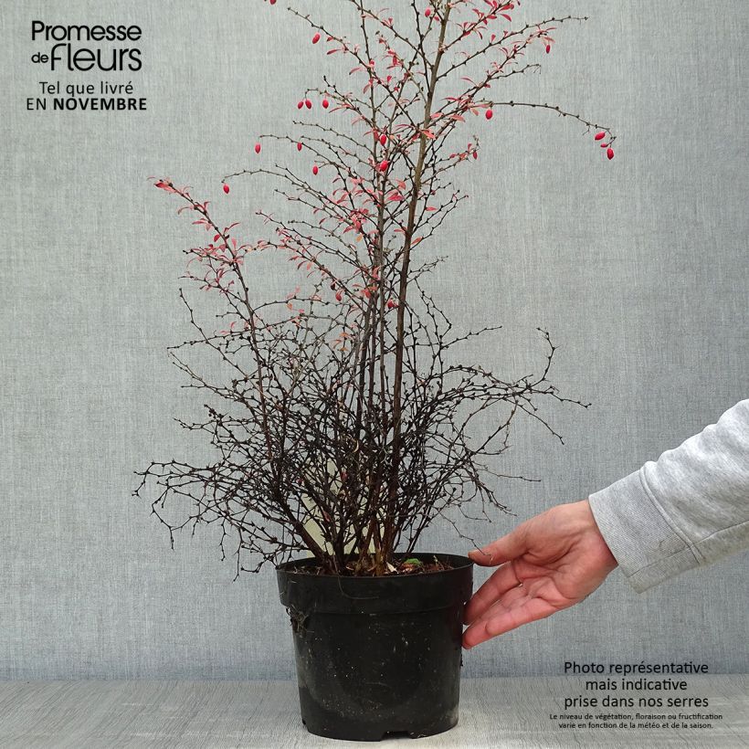 Berberis thunbergii Orange Dream Pot de 2L/3L sample as delivered in autumn