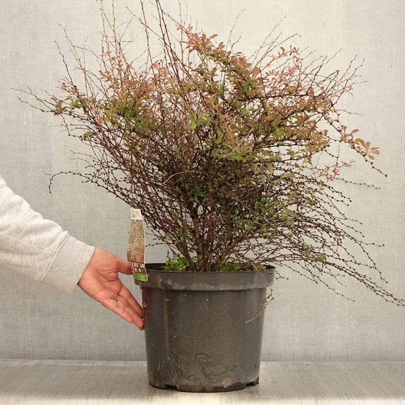 Berberis thunbergii Red Dream - Epine-vinette en pot de 7,5l/10l sample as delivered in autumn