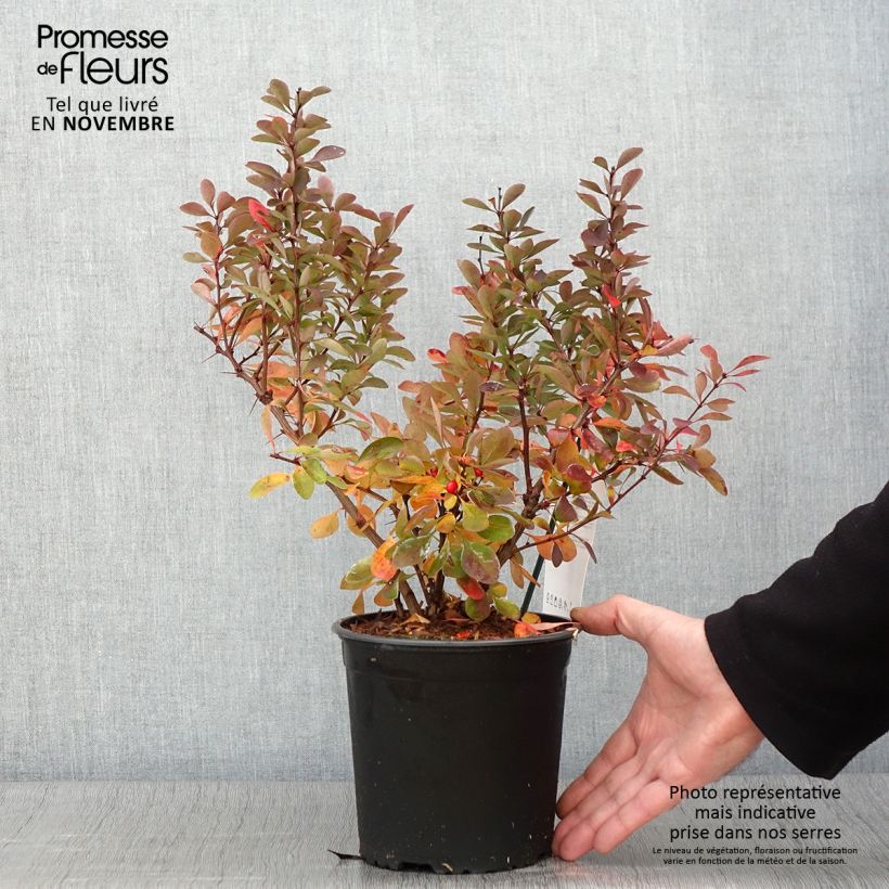 Berberis thunbergii Red Rocket - Epine-vinette Pot de 2L/3L sample as delivered in autumn