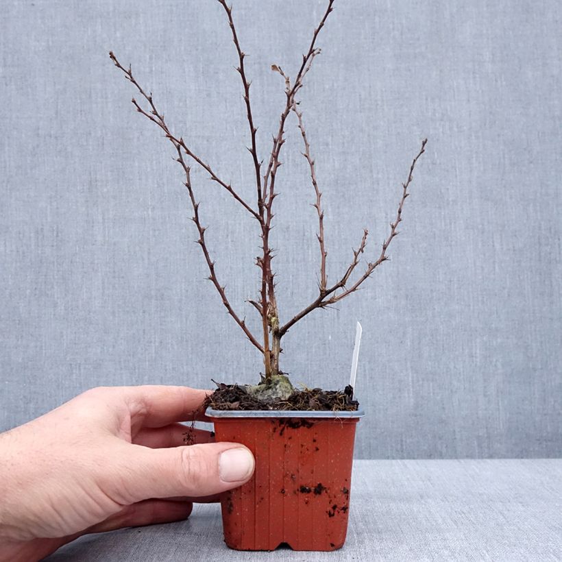 Berberis thunbergii Silver Beauty - Epine-vinette - Godet de 8/9 cm sample as delivered in winter