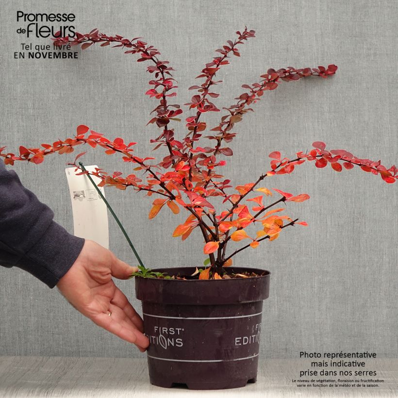 Berberis thunbergii Toscana Pot de 2L/3L sample as delivered in autumn