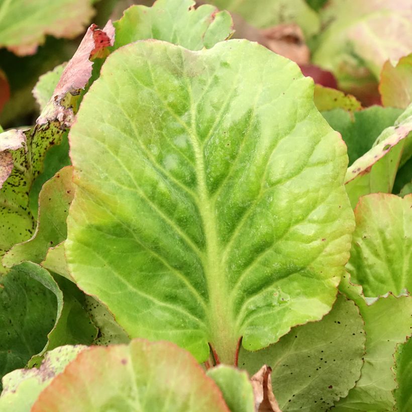 Bergenia Edens Magic Giant - Elephant's Ears (Foliage)